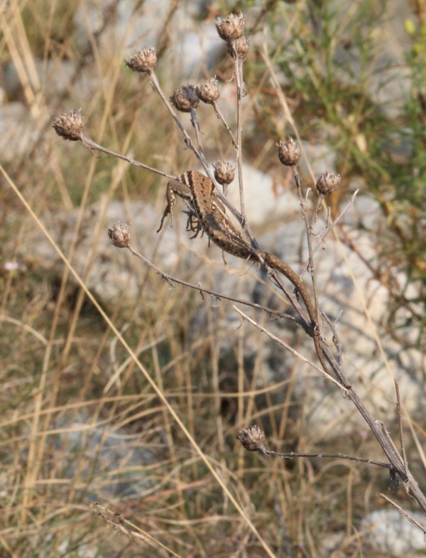 Agguato? (Podarcis muralis)